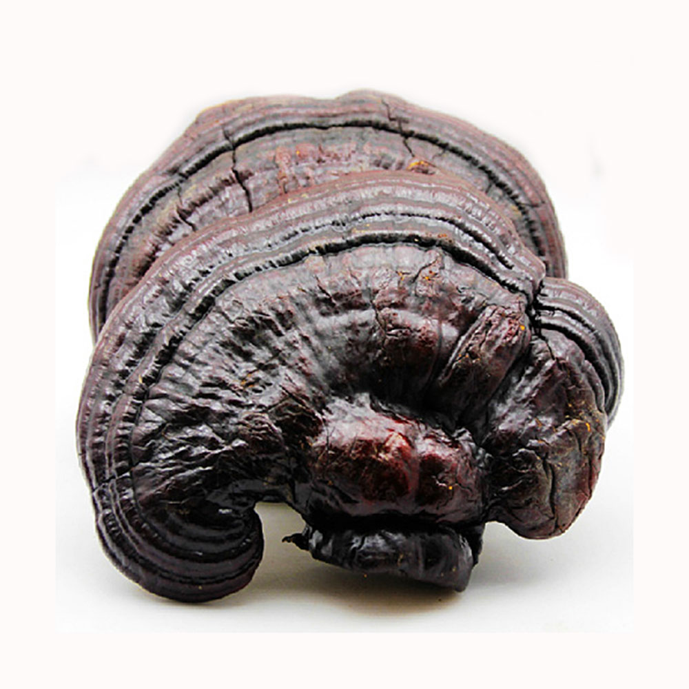 东北特产长白山灵芝 紫灵芝