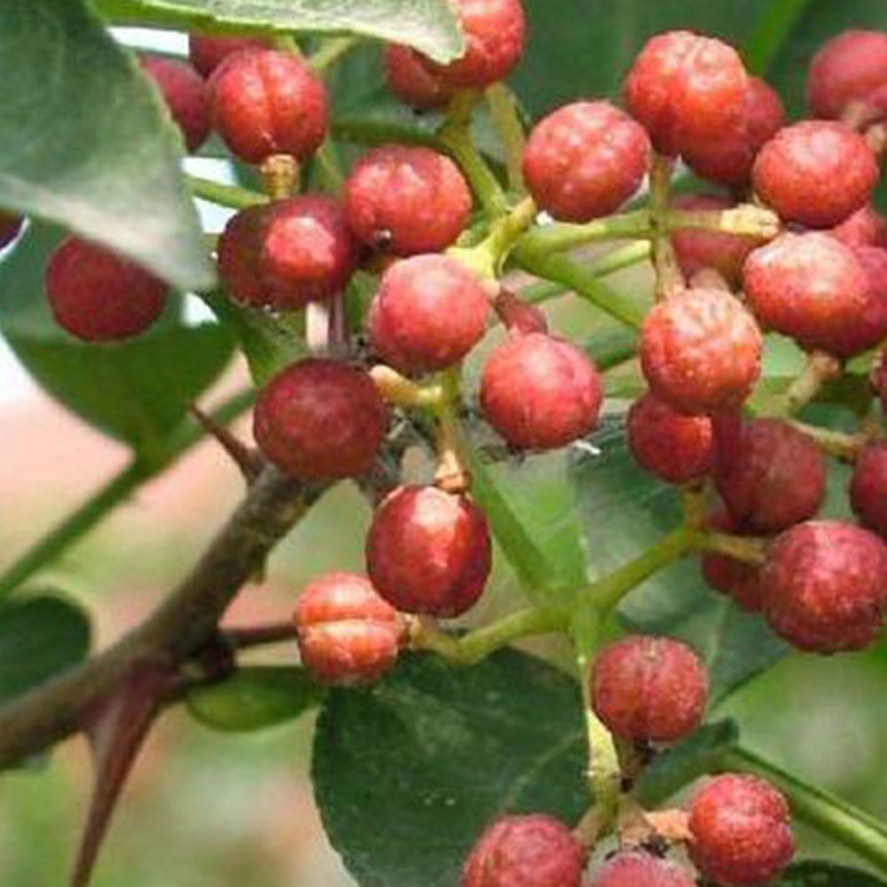 川椒(雪域满江 150克) 1 1/ 2 温馨提示: 当前已是最后一张,继续浏览