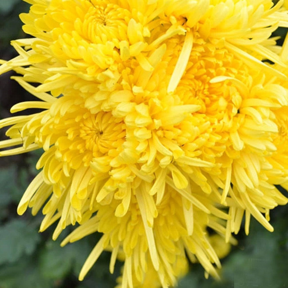 雪域满江 健康花茶 金丝皇菊(60克)