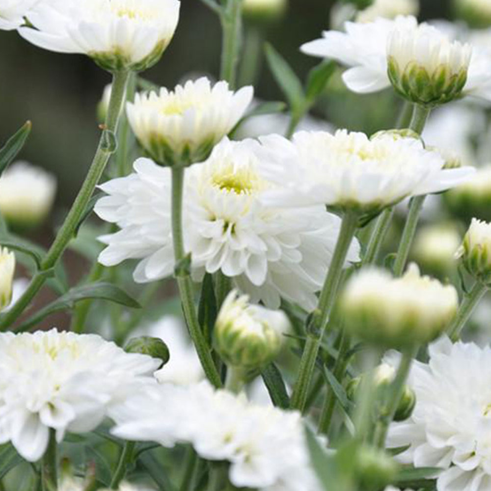 雪域满江 健康花茶 七月菊(100克)