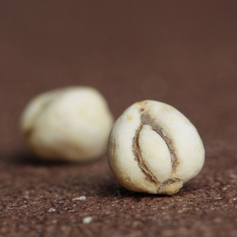 礼顺堂 川贝松贝 平贝母(250克)