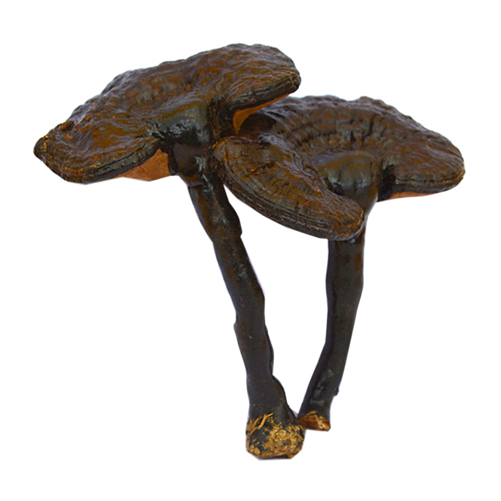 野生灵芝(日本天地坊)